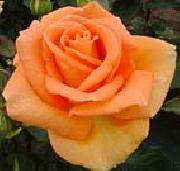 unknow artist Realistic Orange Rose oil painting picture wholesale